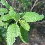 Bystropogon canariensis Blatt