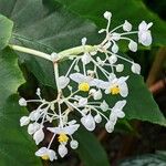 Begonia angularis Blomst