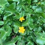 Ranunculus montanus Feuille