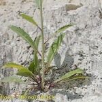 Brassica elongata പുറംതൊലി