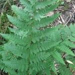Dryopteris intermedia Hoja