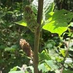 Achyrospermum urens Fruto