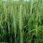 Triticum turgidum ফুল