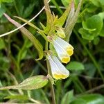 Melampyrum pratenseFlower