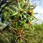 Juniperus communis その他の提案