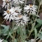 Anaphalis triplinervis Flower