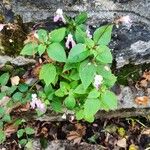 Impatiens balfouriiFlower