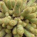 Coryphantha erecta Leaf