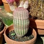 Echinocereus rigidissimus 形态