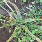 Aloe amudatensis Blad