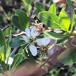 Prunus pumila Flor