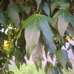 Liquidambar formosana Φύλλο