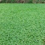 Hydrocotyle ranunculoides Feuille