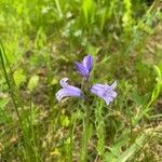 Brimeura amethystina Fula