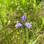 Brimeura amethystina 花