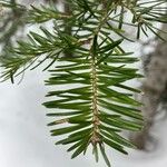 Abies balsamea 叶