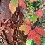 Acer griseum Rinde