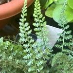 Asplenium fontanum Leht