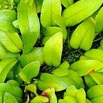 Microgramma reptans Folla