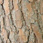 Pinus taeda Bark