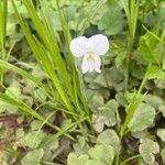 Viola striata Flor