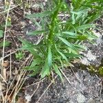 Erigeron canadensis Hoja