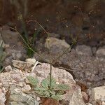 Eriogonum thomasii Habitus