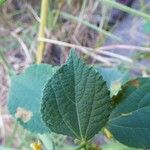 Triumfetta pentandra Hoja