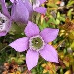 Gentianella ramosa Flor