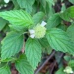 Lantana achyranthifolia Frunză