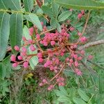 Pistacia terebinthusTunda