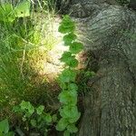 Triodanis perfoliata Blatt