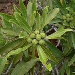 Pittosporum deplanchei Blad