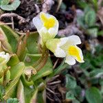 Pinguicula alpina Flor