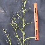 Hackelochloa granularis অন্যান্য