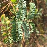 Coronilla viminalis Hoja