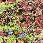 Viburnum nudum Leaf