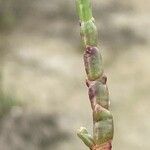 Salicornia perennis Yaprak