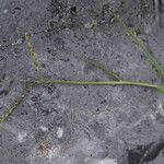 Paspalum distichum Leaf