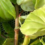 Begonia convolvulacea Plante entière