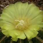 Parodia magnifica