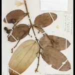 Strychnos parviflora Levél
