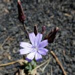 Lactuca inermis Цвят