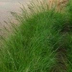 Eragrostis plana Habitus