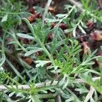 Lepidium didymum 葉