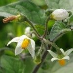 Solanum villosum Õis