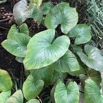 Homalomena rubescens Hoja