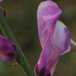 Antirrhinum litigiosum Flor