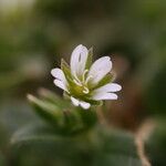 Cerastium semidecandrum Kvet