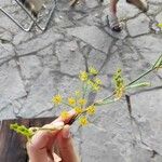 Foeniculum vulgare Flower